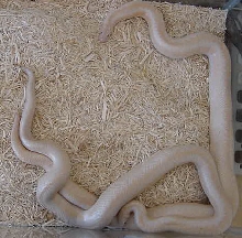 My Snow Rosy Boa (breeding)