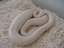 My Snow Rosy Boa (gravid female 1)