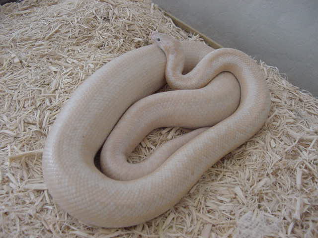 My Snow Rosy Boa (gravid female 1)