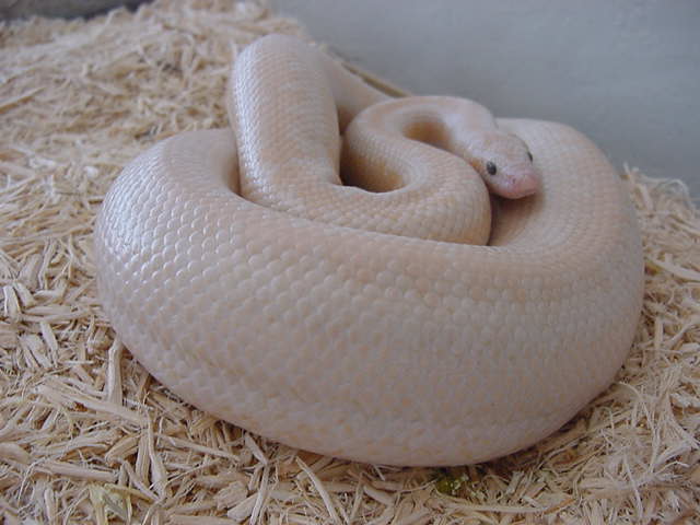 My Snow Rosy Boa (gravid female 2)
