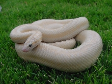 A Snow male 1