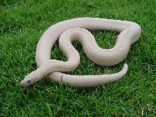 A Snow male 2