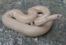 Snow male 5