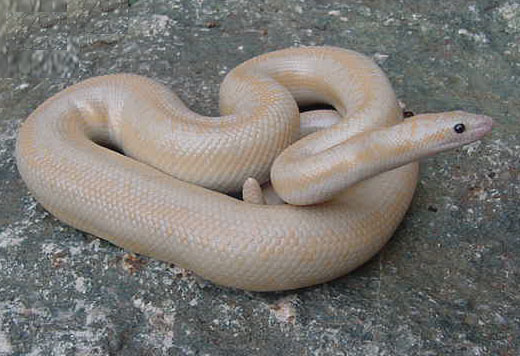 Snow male 5
