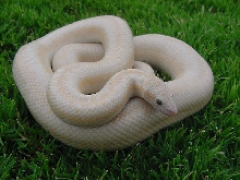 A Snow male 3