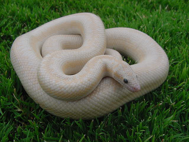 A Snow male 3
