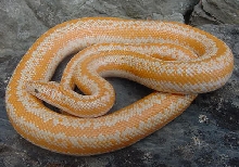 Whitewater male amel