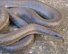 Whitewater het female