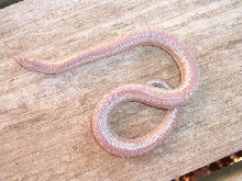 Bill Reid's Rosy Boa