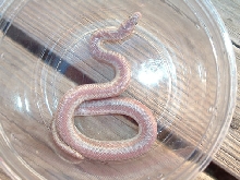 Bill Reid's Rosy Boa 2