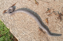 Bill's Rosy Boa 3