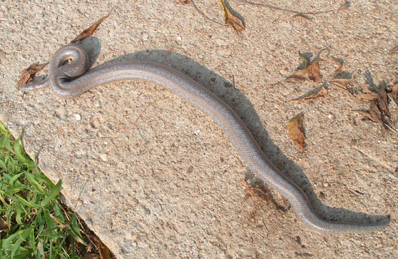 Bill's Rosy Boa 3