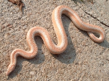 Bill's Rosy Boa 4