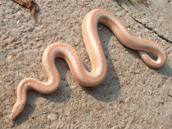 Bill's Rosy Boa 4