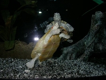 Albino and normal RES