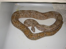 Hogg Island Female