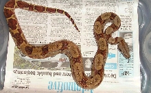 Slamon Female