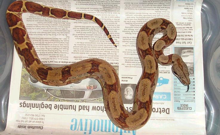 Slamon Female