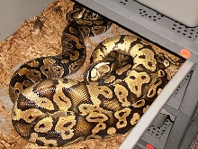 Ball Pythons Breeding