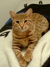 cat2