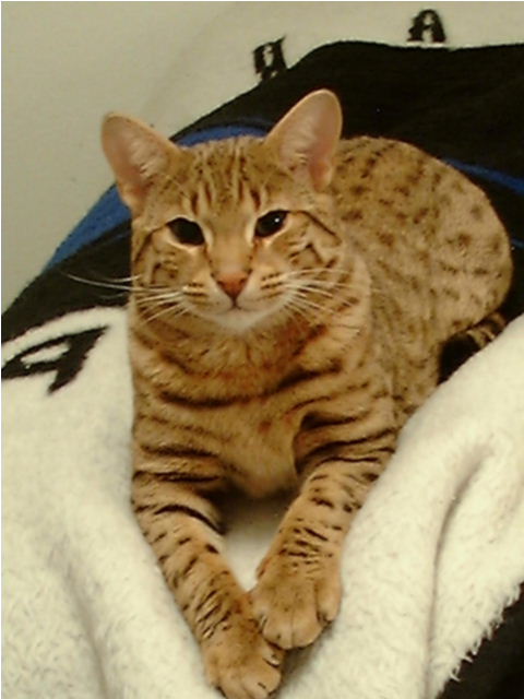 cat2