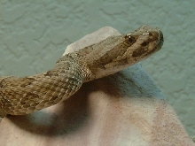 Crotalus