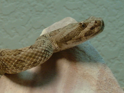 Crotalus