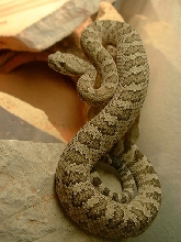Crotalus2