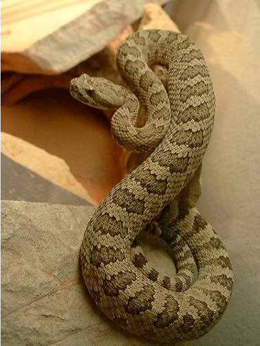 Crotalus2