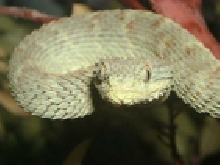 BushViper