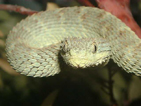 BushViper
