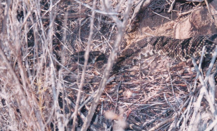 Rattlesnake