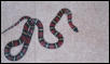 Female Milksnake1