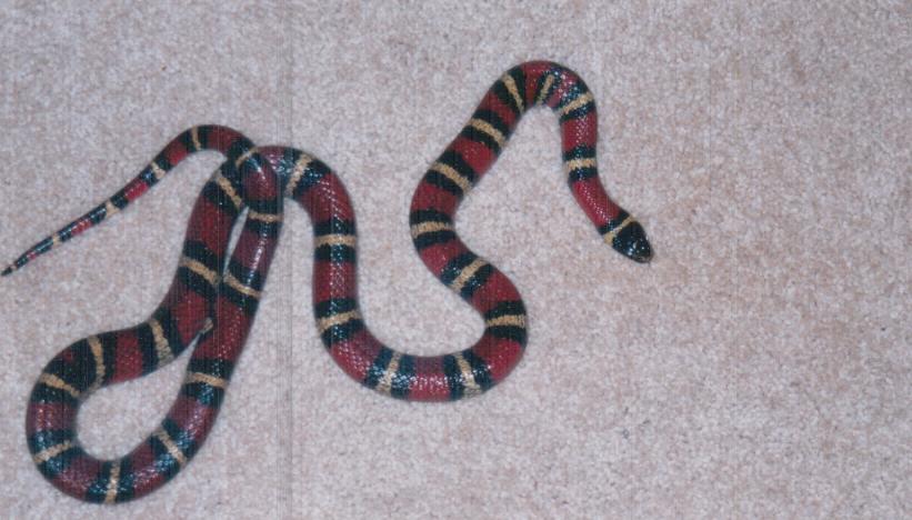 Female Milksnake1