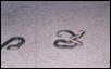 Macklots pythons