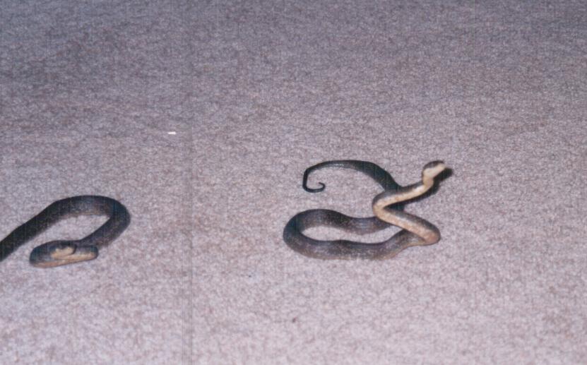 Macklots pythons