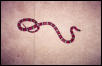 Male milksnake1