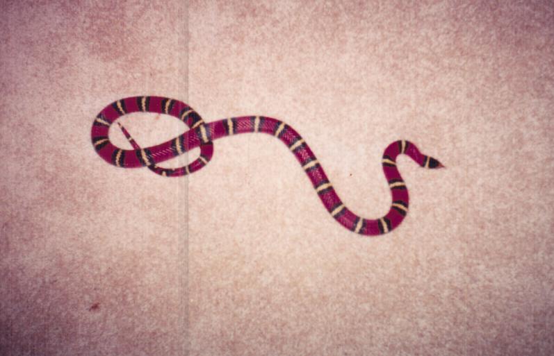 Male milksnake1