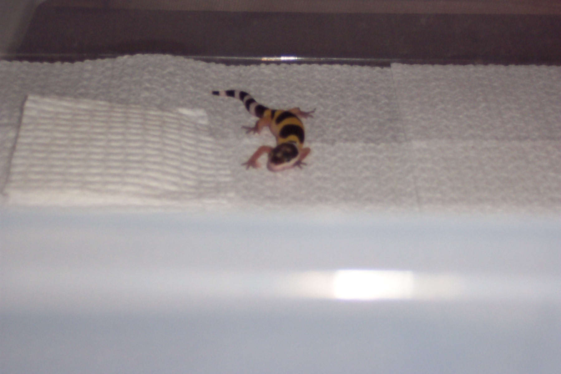 First 2004 Hatchling