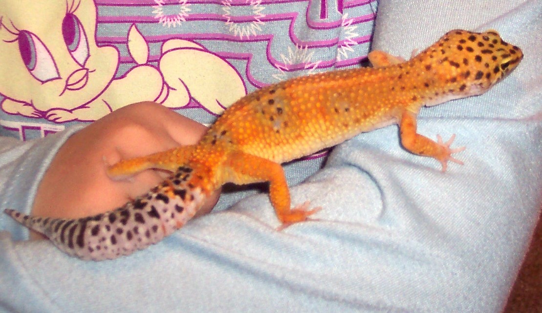 Nice Tangerine