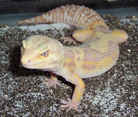 Las Vegas Albino Female