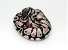 Lemon Pastel TSK Axanthic female