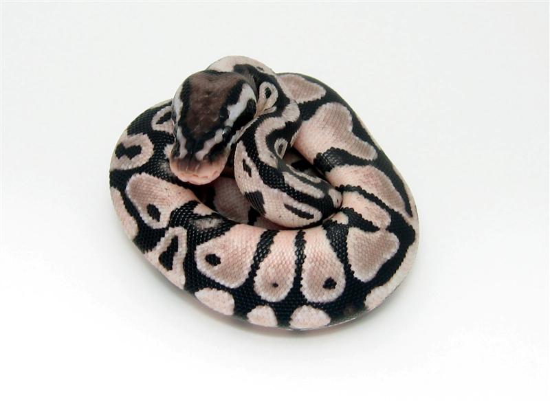 Lemon Pastel TSK Axanthic female