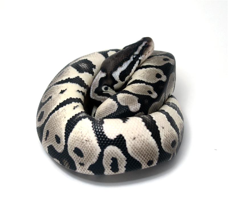 Lemon Pastel TSK Axanthic