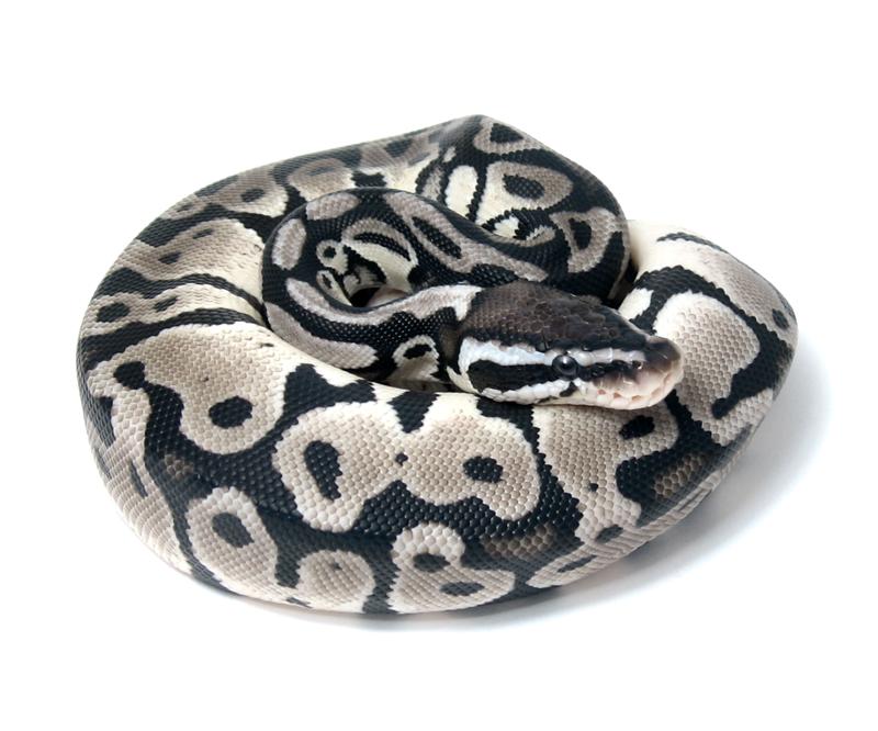 Lemon Pastel TSK Axanthic
