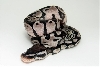 Lemon Pastel TSK Axanthic male