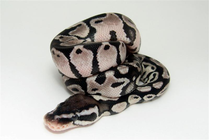 Lemon Pastel TSK Axanthic male