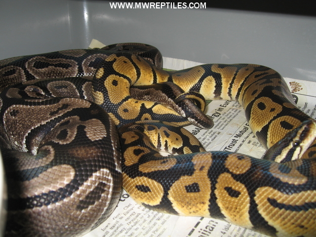 Lemon Pastel het sk ax breeding sk axanthic