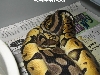 Lemon Pastel het sk ax breeding sk axanthic 2