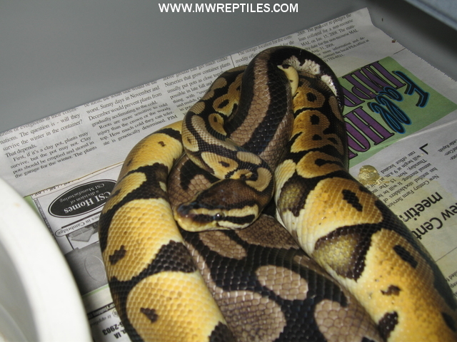 Lemon Pastel het sk ax breeding sk axanthic 2